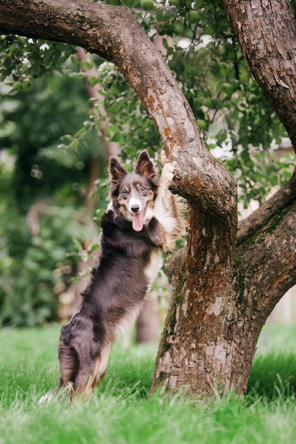 Perro collie de frontera a pie