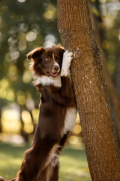 perro collie de frontera