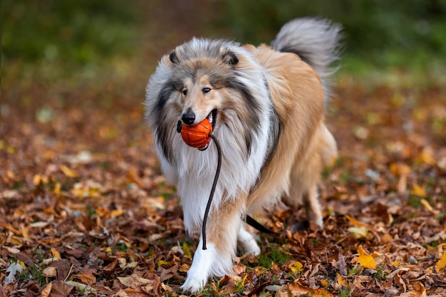 El perro Collie lleva una bola roja. Fondo de otoño.