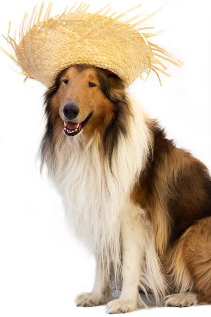 Perro collie con sombrero de paja para celebrar las fiestas juninas