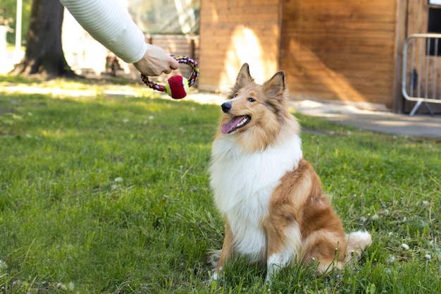 Perro collie su juguete favorito