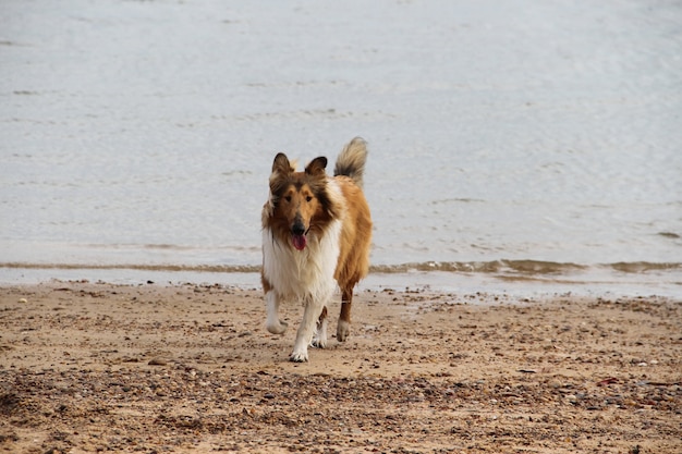 perro collie en su playa