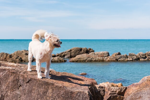 Perro de color beige de raza mixta con Shih-Tzu, Pomerania y Poodle en la playa rocosa