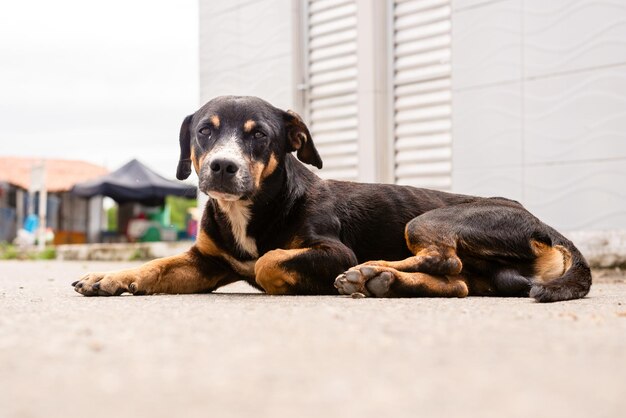 Un perro de color negro tirado en el suelo en la calle Concepto de protección y adopción de animales