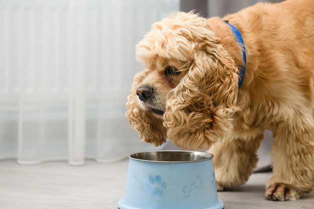 El perro come comida de su cuenco con apetito.