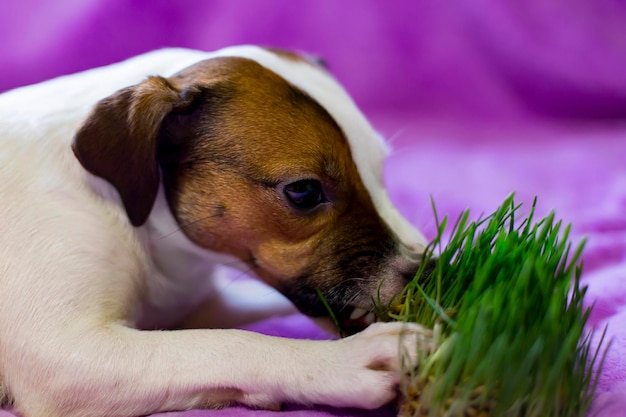 El perro come la hierba la promoción de la salud.