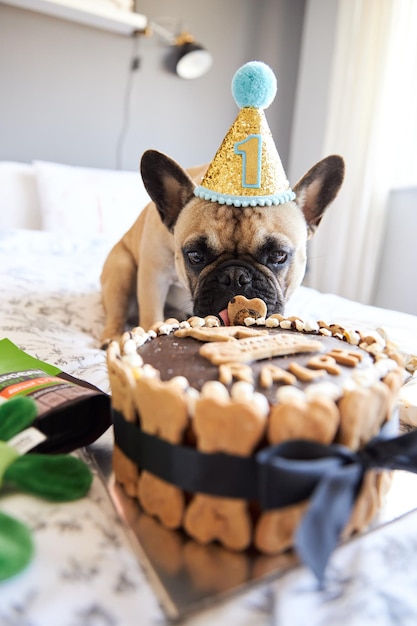 Foto perro comiendo comida en un plato