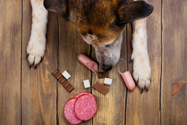 Perro comiendo comida prohibida. Comida poco saludable para animales