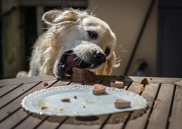 Foto perro comiendo pastel