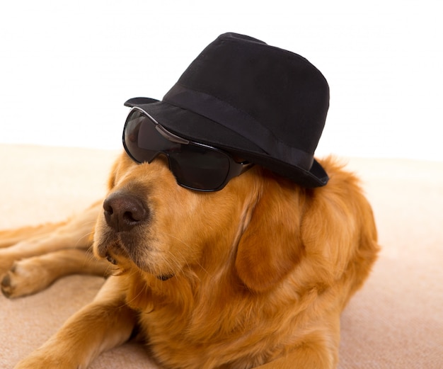 Perro como mafioso mafioso con sombrero negro y gafas de sol.