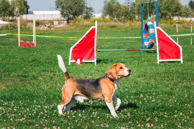 Perro en la competencia de agilidad establecida en un parque de hierba verde