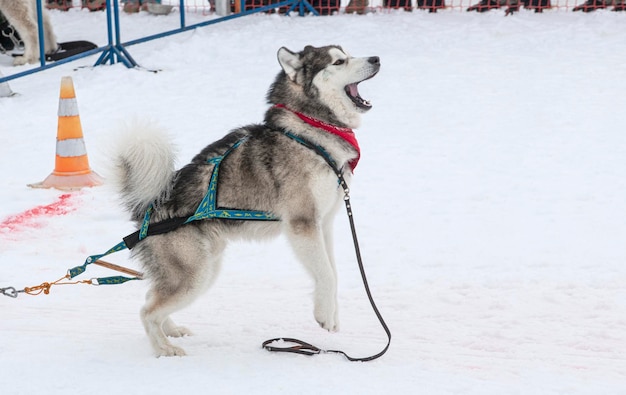 Perro en las competiciones de invierno tirando de peso