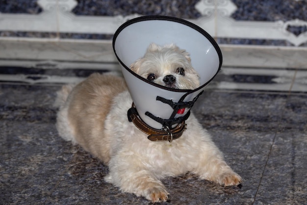 Un perro con un cono que dice "collar de perro"