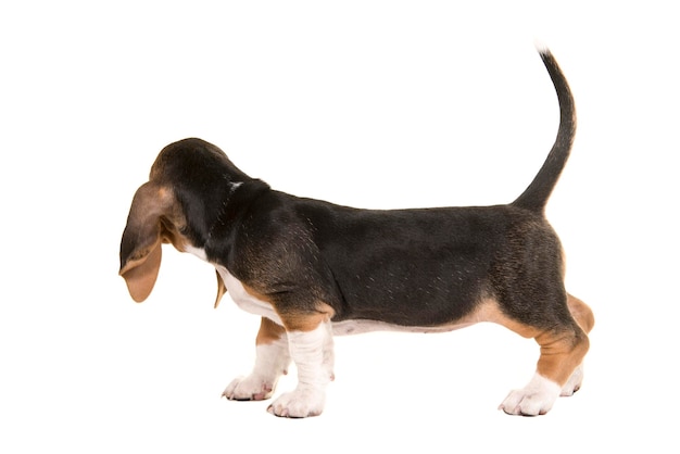 Foto perro contra un fondo blanco