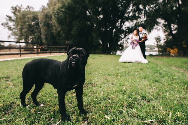 perro contra la novia en la naturaleza