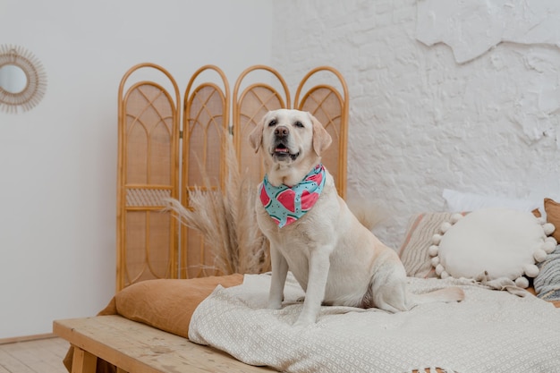 Un perro con una corbata de papagaio que dice "el nombre" en ella.