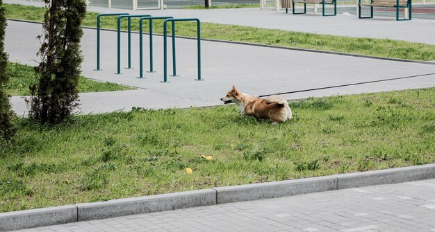 Un perro corgi ágil camina con una correa