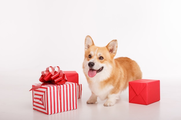 Perro Corgi en blanco celebra año nuevo, Navidad