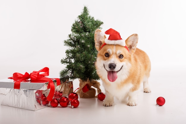 Perro Corgi en blanco con un sombrero de Santa Claus y con un regalo, celebrando el año nuevo, Navidad