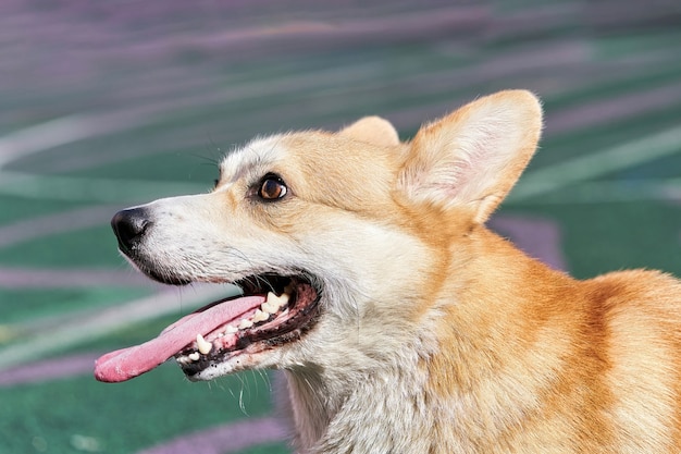 Perro Corgi con boca abierta y lengua rosada que sobresale