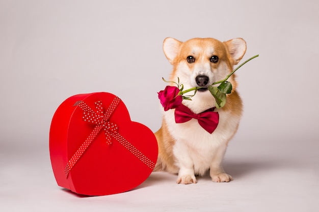 Perro Corgi con una caja de regalo roja en forma de corazón y una rosa roja sobre una pared blanca