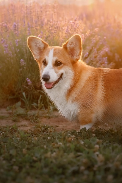 Perro corgi en un campo de flores.