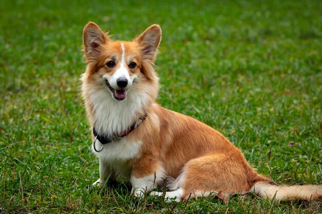 Perro Corgi en un campo verde. De cerca..