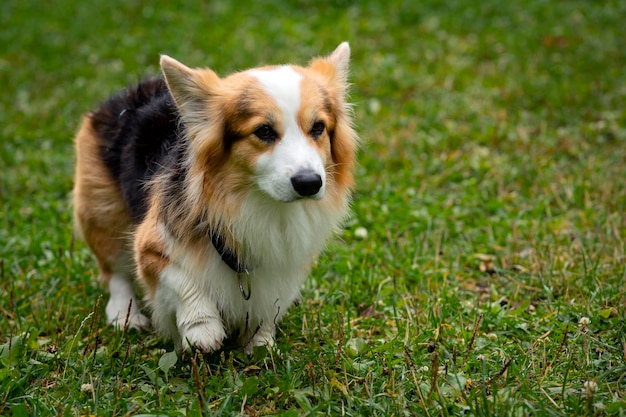 Perro Corgi en un campo verde. De cerca..