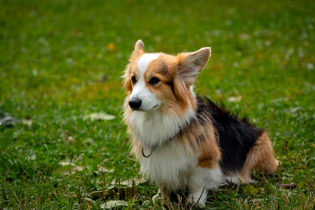 Perro Corgi en un campo verde. De cerca.