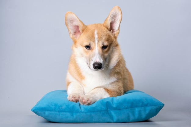 Un perro corgi de fondo gris yace sobre una almohada turquesa