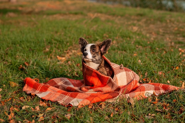 Perro Corgi Galés en otoño de hojas amarillas en cuadros