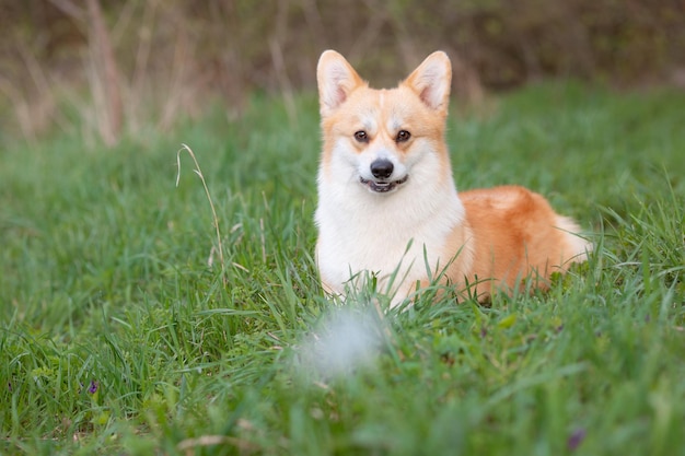 Un perro corgi galés en un paseo de primavera en la hierba se ve