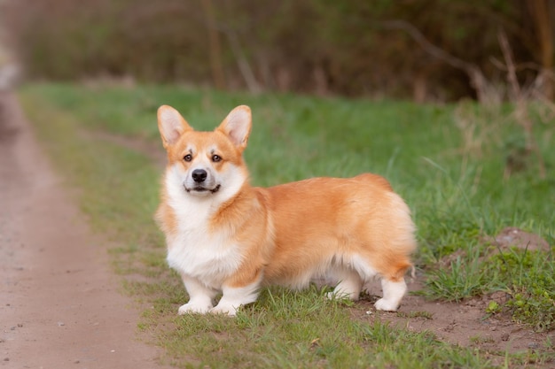 Un perro corgi galés en un paseo de primavera en la hierba se ve