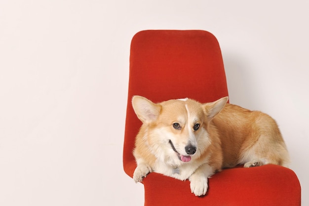 Foto el perro corgi galés de pembroke está acostado en una silla roja