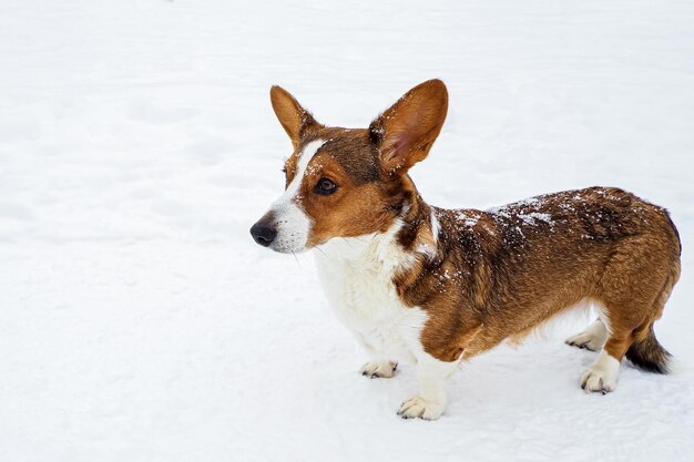 Perro corgi galés Pembroke Un lindo perro de pura raza en la nieve Perro caminando