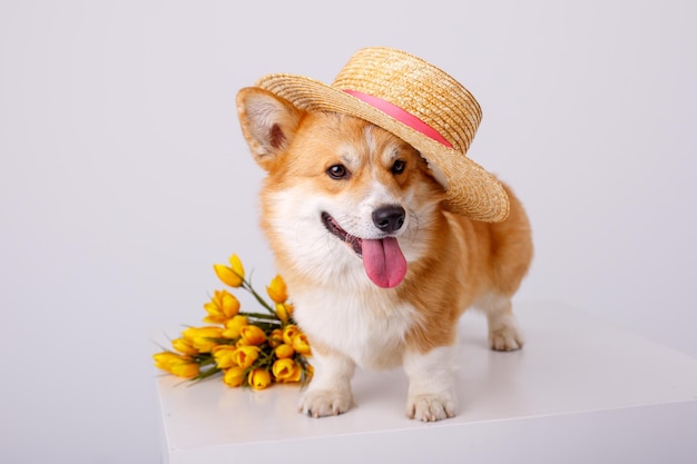 Un perro corgi galés en un sombrero y con un ramo de flores de primavera se encuentra sobre un fondo blanco.