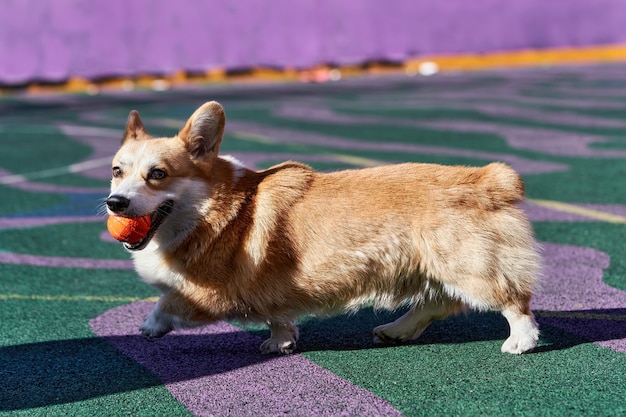 Perro Corgi juega mientras sostiene una bola naranja en su boca