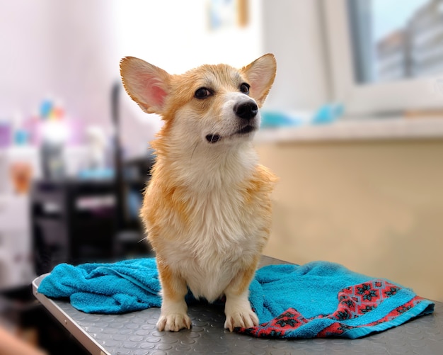 Perro Corgi en la mesa junto a una toalla mojada después del baño.