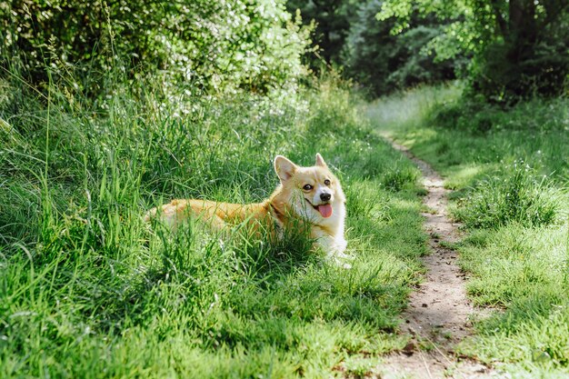 Perro corgi en la naturaleza