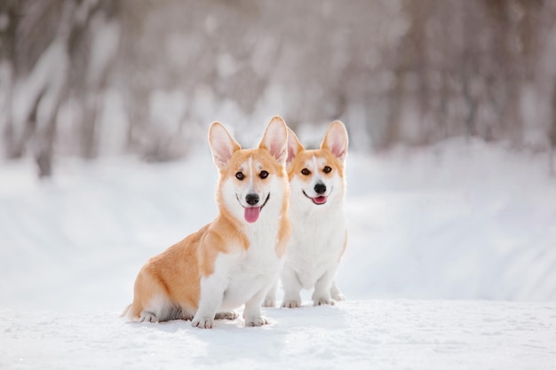 Perro Corgi en la nieve. Perro en invierno. Perro en la naturaleza. Perro Corgi en un paseo de invierno