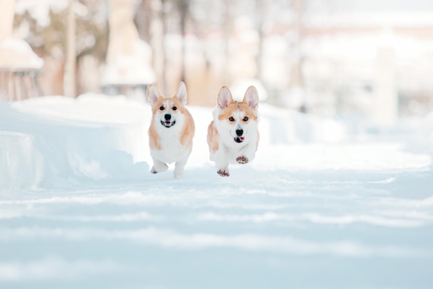 Perro Corgi en la nieve. Perro en invierno. Perro en la naturaleza. Perro Corgi en un paseo de invierno