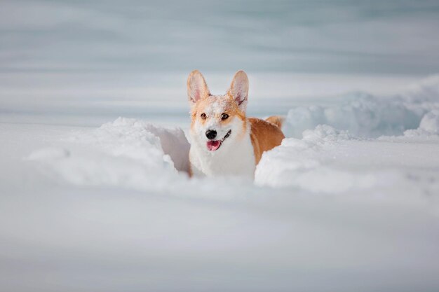 Perro Corgi en la nieve. Perro en invierno. Perro en la naturaleza. Perro Corgi en un paseo de invierno