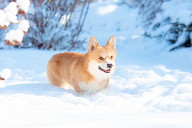 Perro Corgi en un paseo en la nieve del invierno