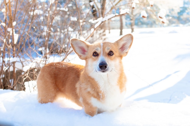 Perro Corgi en un paseo en la nieve del invierno