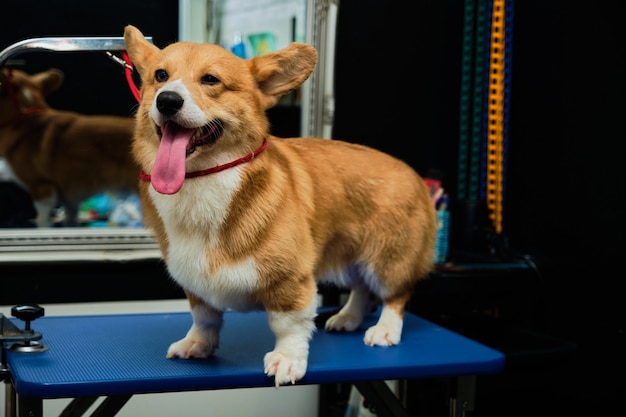 Perro corgi pelirrojo alegre sobre la mesa, acicalarse después de recortar