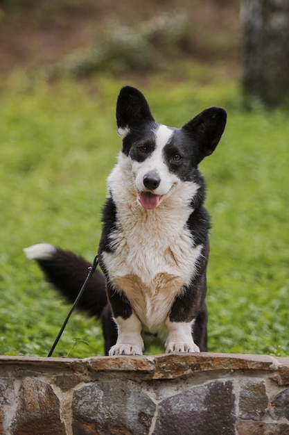 Foto el perro corgi se sienta en un camino con las orejas levantadas