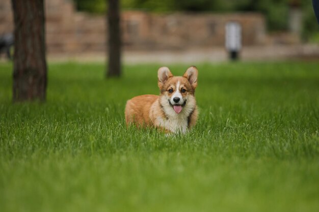 El perro Corgi se sienta en un camino con las orejas levantadas