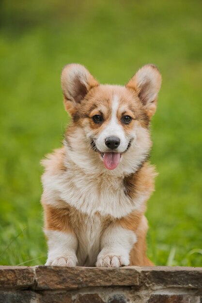 El perro Corgi se sienta en un camino con las orejas levantadas