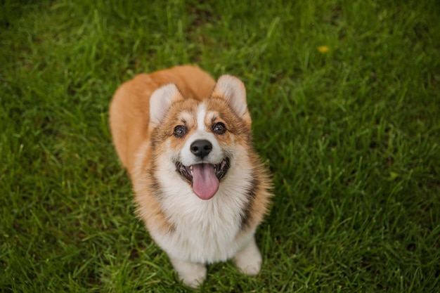 El perro Corgi se sienta en un camino con las orejas levantadas