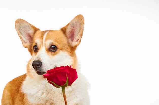 Perro Corgi sobre fondo blanco.